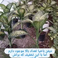 گل و گیاه آپارتمانی قیمت مناسب|گل و گیاه طبیعی|تربتحیدریه, بی بی حسنیه|دیوار