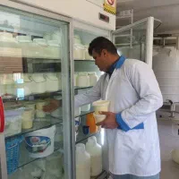 راهنمایی برای راه اندازی لبنیات سنتی