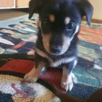 واگذاری دوبرمن مینیاتور پینچر اصیل(دوبرمن پاکوتاه)|سگ|گنبد کاووس, |دیوار