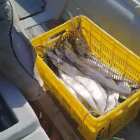 ناخدا هستم همراه ۳تا جانشو|ماهیگیری|بندرعباس, |دیوار