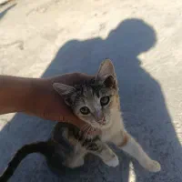 گربه چهار گوش