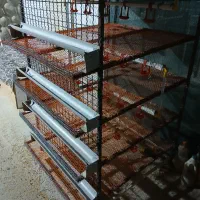 قفس بلدرچین تخم گذار|لوازم جانبی حیوانات|اصفهان, قلعه طبره|دیوار