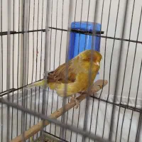 قناری کرست نر بخون|پرنده|رباطکریم, شهرک والفجر|دیوار