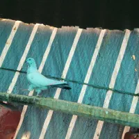 دوتا کفتر  ۳۵۰