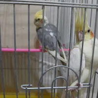 عروس هلندی