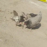 مرغ پاپر با ۷تا جوجه مرغ خیری هست قیمت ۱۳۰۰|حیوانات مزرعه|رودبار (کرمان), |دیوار