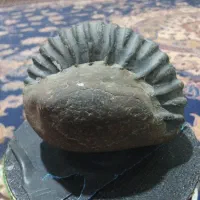 فسیل حیوان منقرض شده  از جنس سنگ سالم تمیز