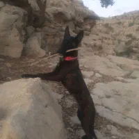 سگ مالینیوز تایگر ماده ۱۴ ماهه