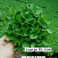 سبزه نارنج عید
