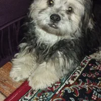 سگ شیتزو