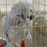 پرنده کاسکو ۲ ونیم ساله