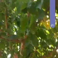 باغچه حسین آباد قاجار