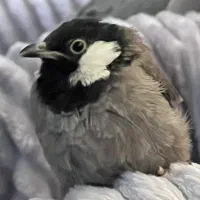 عروس هلندی بالغ البینو و قناری محلی|پرنده|بندرعباس, |دیوار