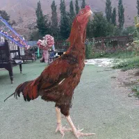 لاری