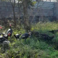 فروش بوقلمون محلی کیلویی ۳۰۰۰۰۰ تومان|حیوانات مزرعه|چاف و چمخاله, |دیوار