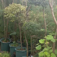 گل وگیاه|گل و گیاه طبیعی|کلاچای, |دیوار