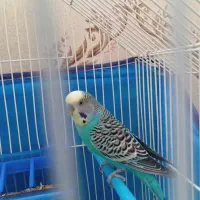 مرغ عشق و عروس هلندی|پرنده|سنندج, |دیوار