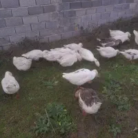 غاز و اردک و قوغاز