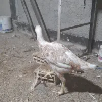 جوجه لاری مرغ لاری|حیوانات مزرعه|رباطکریم, شترخوار|دیوار