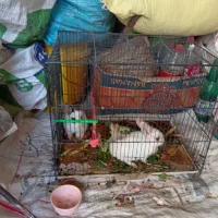 بچه خرگوش ناز|موش و خرگوش|کاشمر, |دیوار