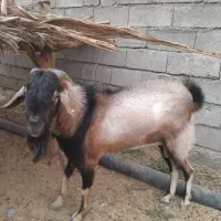 فروش یک قوچ بزرگ و یک نری بزرگ