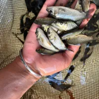 سایز سه بند چهار بند کپور|ماهی|خرم‌آباد, |دیوار