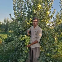 نهال سیب گلدن رندرز سود بالا برای باغداران اشنویه