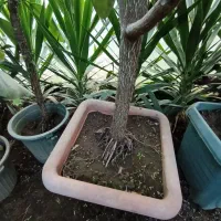 تعدادی گل بابا آدم و فیکوس|گل و گیاه طبیعی|آستانه اشرفیه, |دیوار