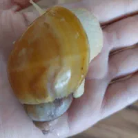 حلزون های آپاچیتا