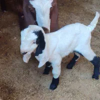 بزغاله شیری