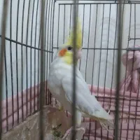 سه عددکوتوله ویک عروس|پرنده|تربت جام, میان جام|دیوار