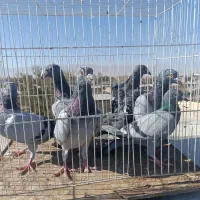 کفتر جفت گاه|پرنده|نصر آباد, |دیوار