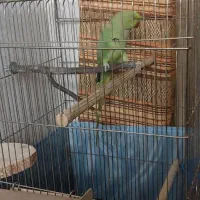 طوطی ملنگو ۲/۵ساله ماده بسیار سالم وخونگرم