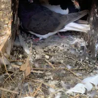 کبوتر شهری گلدار|پرنده|شیراز, کاراندیش|دیوار