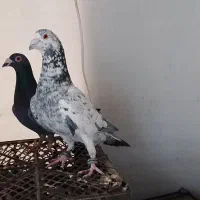 چند عددسار درجه ۱|پرنده|مشهد, کوه سنگی|دیوار