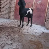 بز نر پاکستانی|حیوانات مزرعه|ابهر, |دیوار