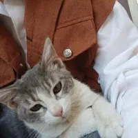 گمشده