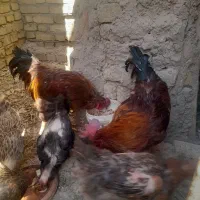 خروس چهل تاج محلی زیر مرغی۱ساله