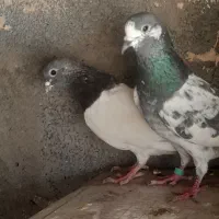 کبوتر پرشی به شرط