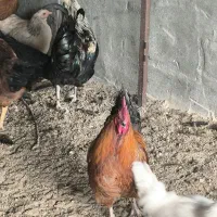 خروس محلی خروس برهما بوقلمون