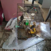 طوطی|پرنده|آستارا, |دیوار