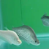 نایف آلبینو و رویال ۱۵ سانتی