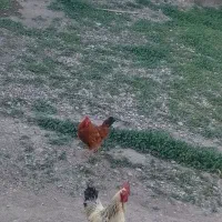 خروس