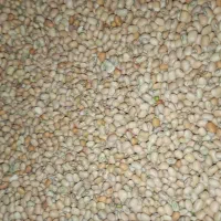 لوبیا جیرفتی