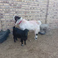 نربز بزغاله آمریکایی اصل|حیوانات مزرعه|تایباد, |دیوار