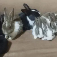 بچه خرگوش300|موش و خرگوش|یزد, |دیوار