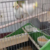 عروس هلندی لوتینو|پرنده|سقز, |دیوار