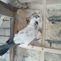 کفتر نر|پرنده|قم, انسجام|دیوار
