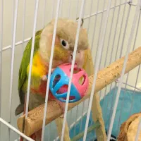 گرینچیک نر اماده دستی سخنگو تست دار|پرنده|مشهد, رضاشهر|دیوار