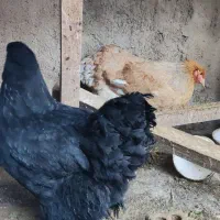 مرغ برهمایی مرغ محلی مرغ نیمچه|حیوانات مزرعه|رامیان, |دیوار